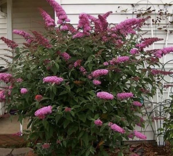 Секреты ухода за буддлеей: как продлить пышное цветение