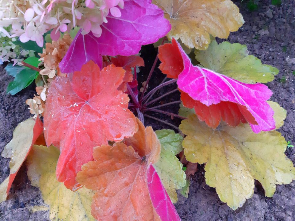 ������������� ����� ��� ������� ���������