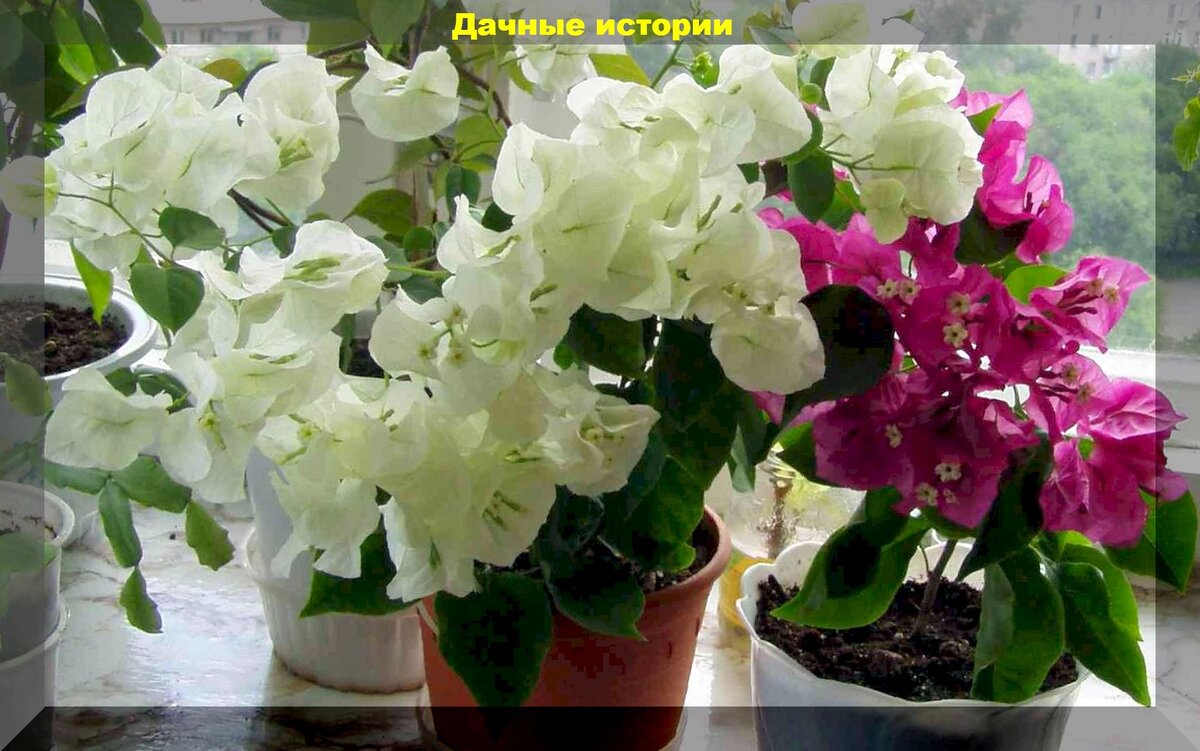 Как вырастить бугенвиллию: секреты и советы для садоводов