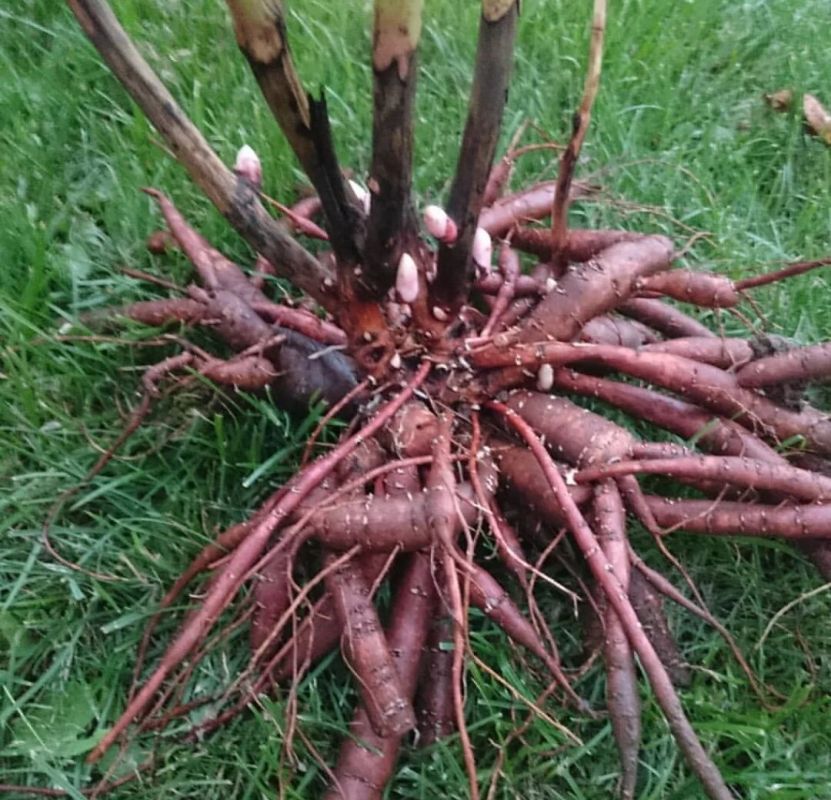 ��������� ������ ������: ������� ��������� ��������