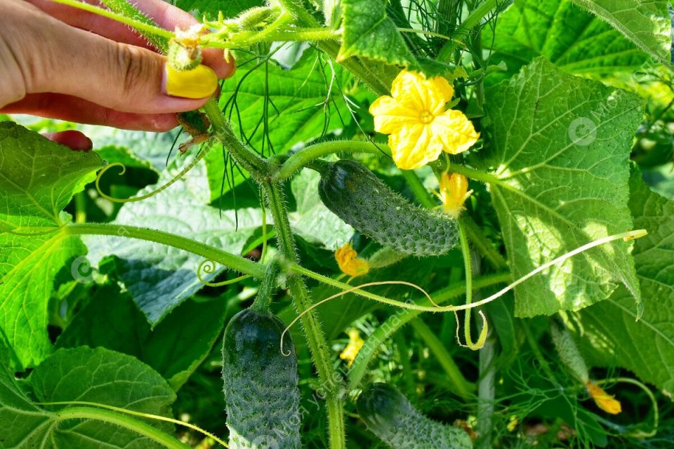 ��� �������� ����� �������: ������� �����, ����� ������������ ������� �� ��������