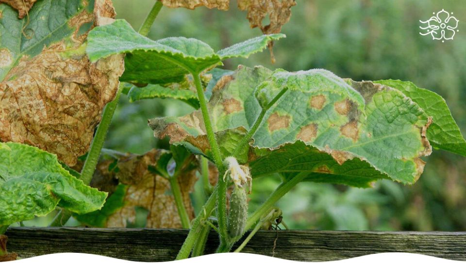 ��� �������� ������ �� ���������������� ��������: �������� ������ � ������������