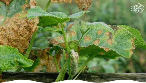 Как защитить огурцы от распространенных болезней: полезные советы и рекомендации