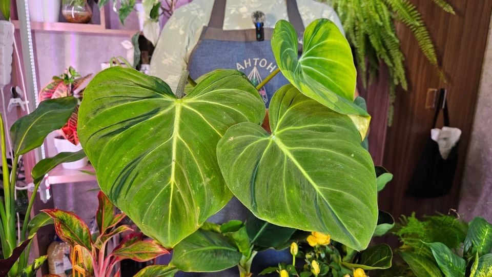 ���� ������������� �������� ��� ������� ����: ��� ������� ���-������� � ������������ ��������