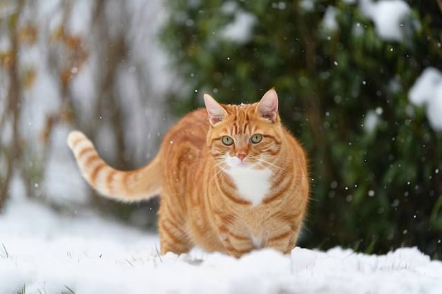 23 ������� ������ � ���������� �������� ��������� ������������� ������