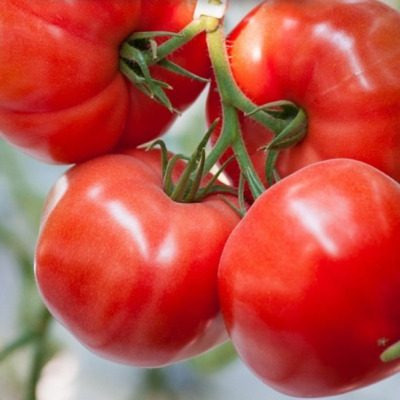 Томат Тореро: как добиться рекордного урожая в теплице