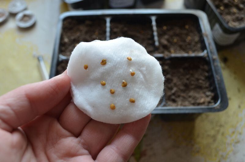 Когда сеять перец: советы от лунного календаря