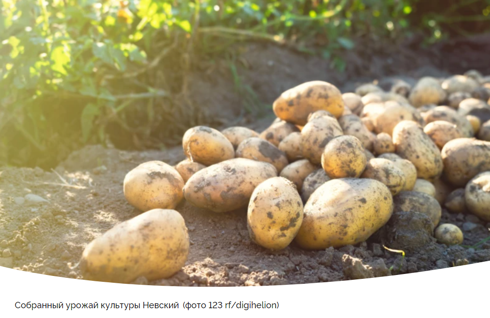 Картофель Невский: выбор для опытных огородников и новичков