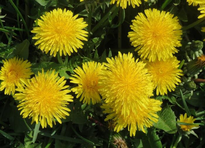 Как справиться с одуванчиками