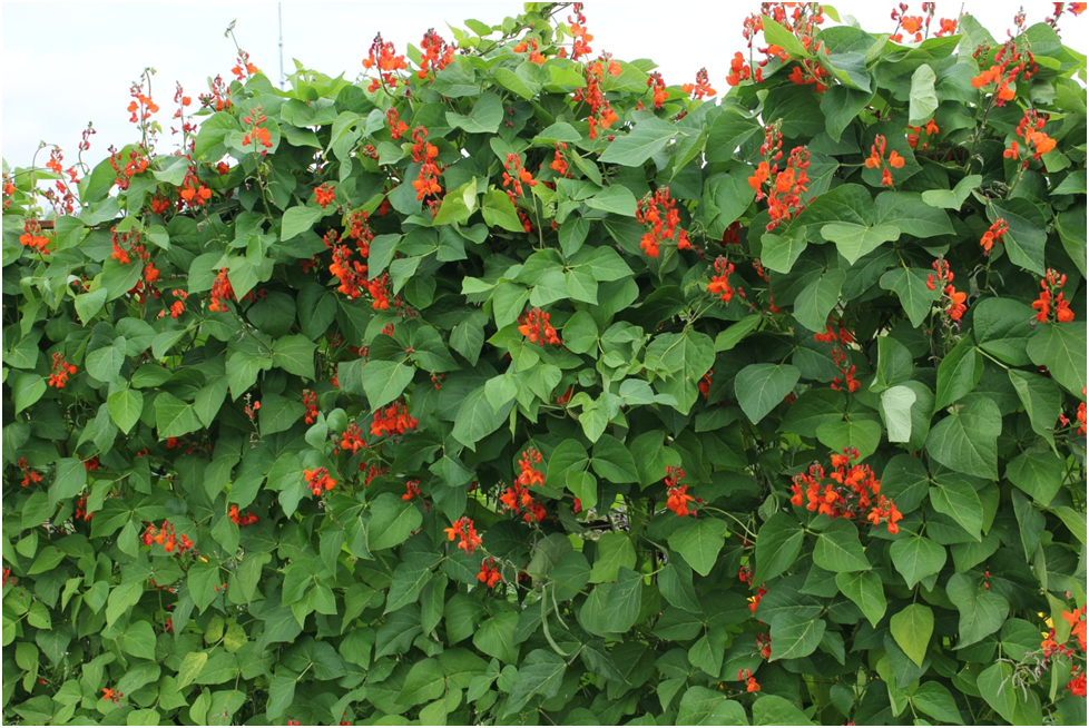 Декоративная фасоль: новый взгляд на старое увлечение