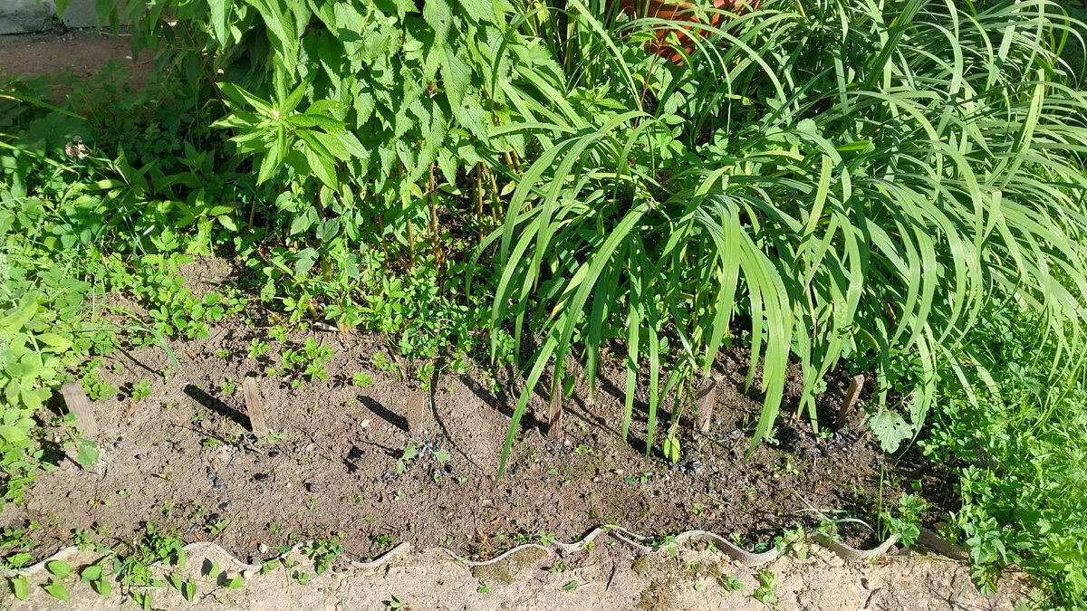 Как прошли первые августовские выходные на даче: романтика пофигиста