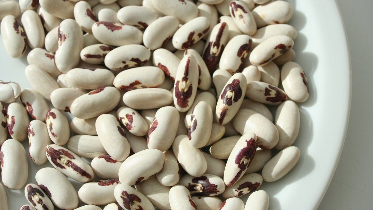 Фасоль – кладезь питательных веществ