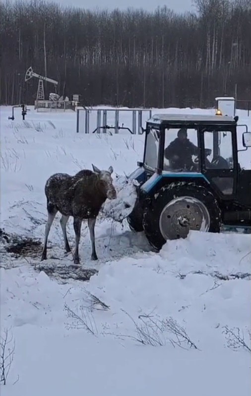 Делимся с вами доброй историей – сотрудники Госкомитета Татарстана по биоресурсам и охотники спасли двух молодых лосей из «снежной ловушки» Делимся с вами доброй историей – сотрудники Госкомитета Татарстана по биоресурсам и охотники спасли двух молодых лосей из «снежной ловушки»
