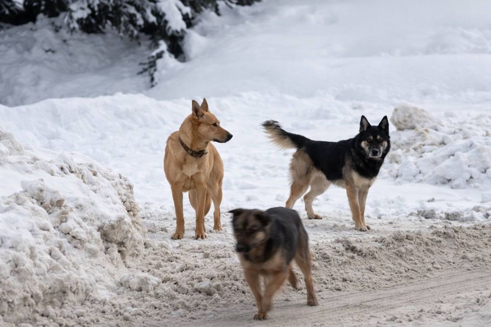 «Окружили и пытались укусить»: стая собак напугала подростка в Казани