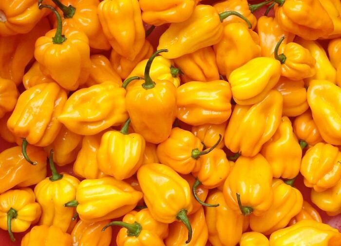 Как вырастить перец на подоконнике: ваши овощи круглый год