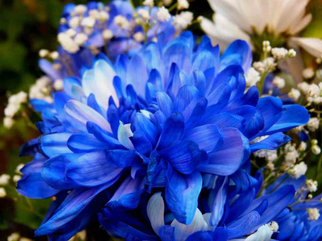 Генно-модифицированные цветы: новые горизонты или угроза для природы?