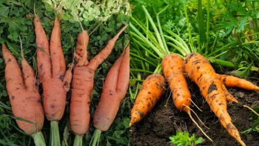 Как получать идеальную морковь, поливая всего раз в неделю