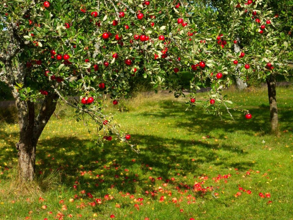 Как спасти плодовые деревья от дупел: практическое руководство