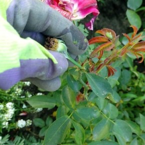 Как правильно ухаживать за розами осенью для успешной зимовки