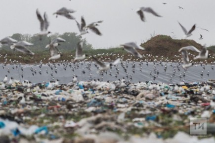 В Казани 9 тысяч юрлиц уклоняются от вывоза мусора: регоператор предлагает заключать договоры прямо при регистрации бизнеса