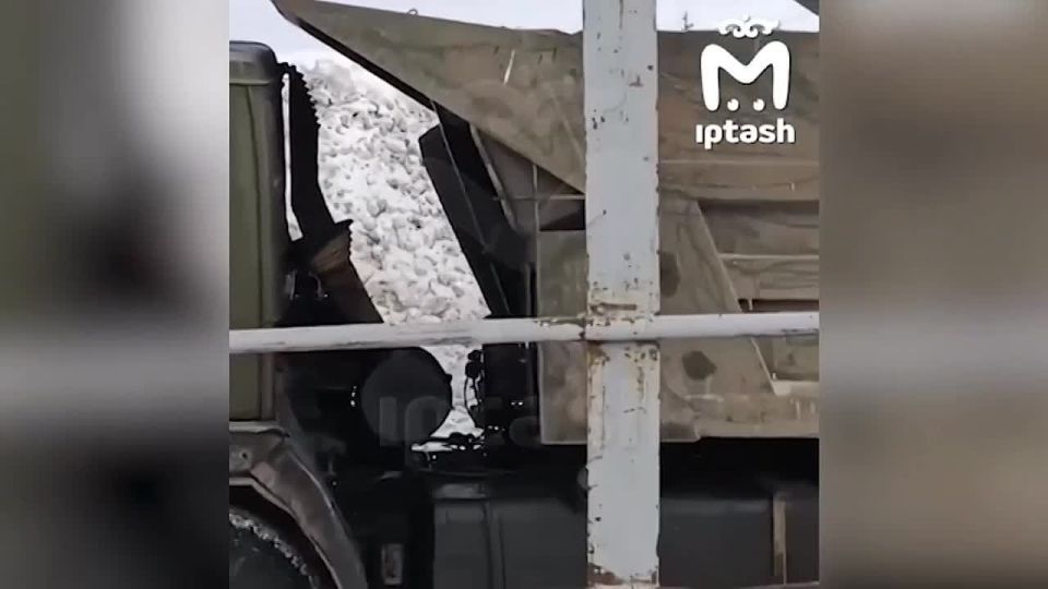 Водителя из Заинска, бившего кота в салоне грузовика, задержали