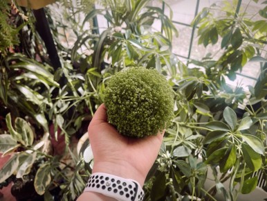 Селагинелла: секреты ухода за лесной красоткой для вашего дома