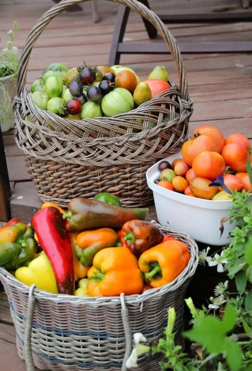 Садовые традиции: можно ли делиться излишком рассады и урожая?