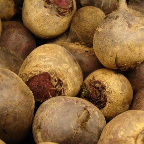 Почему ваша свекла не растет крупной: причины и советы