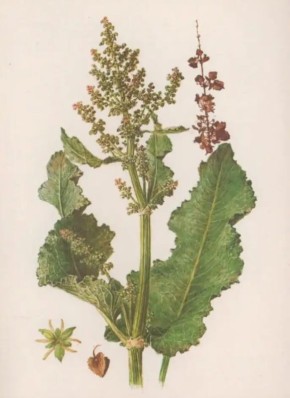 Конский щавель: лекарственные свойства и кулинарные секреты