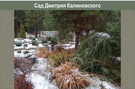 Исследуем мир хвойных: секреты Дмитрия Калиновского