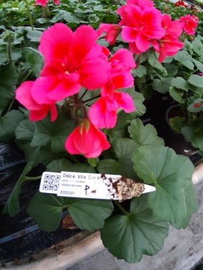 ������ ������� ������� � ������ ����� ��� ������ ����