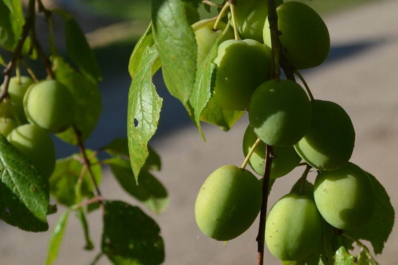 Как правильно удобрять сливу весной для успешного урожая