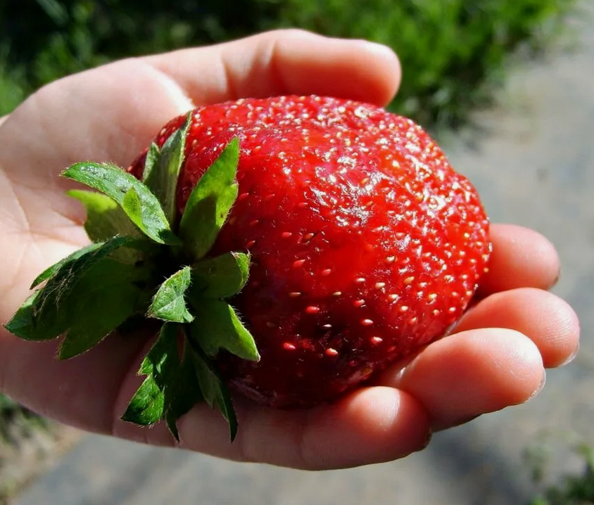 Как янтарная кислота превращает клубнику в настоящую ягодную радугу