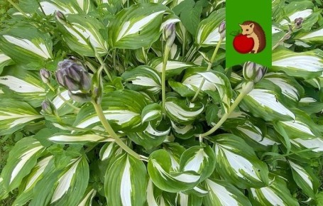 Как подготовить хосты к зиме для пышного роста в следующем сезоне