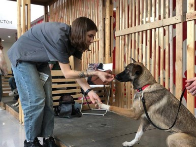 В Казани 14 и 15 марта пройдет четвертый благотворительный фестиваль WOOF, на котором казанцы смогут приютить бездомных собак и кошек