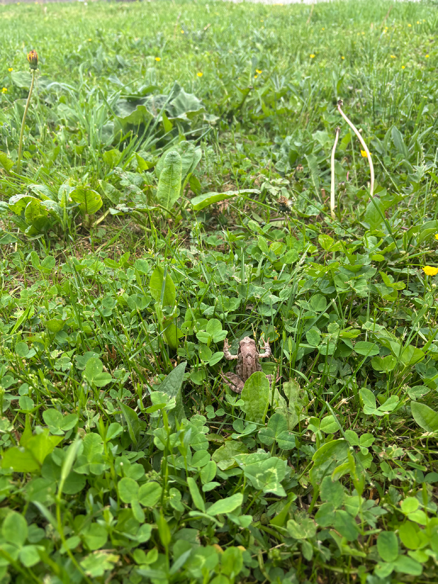 Эффективные способы борьбы с одуванчиками в саду