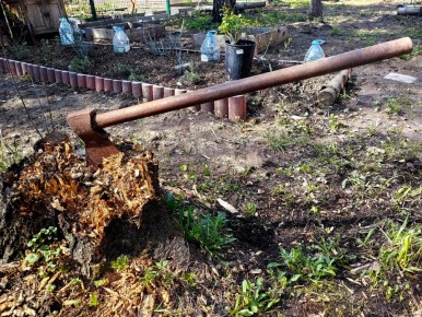 Омолаживающая обрезка старой яблони: советы для садоводов