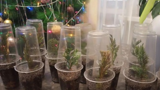 Как укоренить хвойные черенки зимой в обычной банке