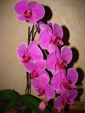 ��� ���������� � ����������� ����� �������: �������� ������