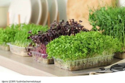 ��� ��������� ����������� ����: �������� ������ � ������ ��������