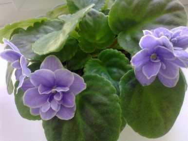 Зимняя обрезка фиалок: секреты пышного цветения