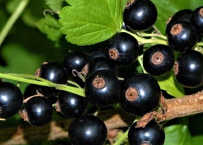 Как вырастить крупную смородину: советы по выбору сортов и уходу