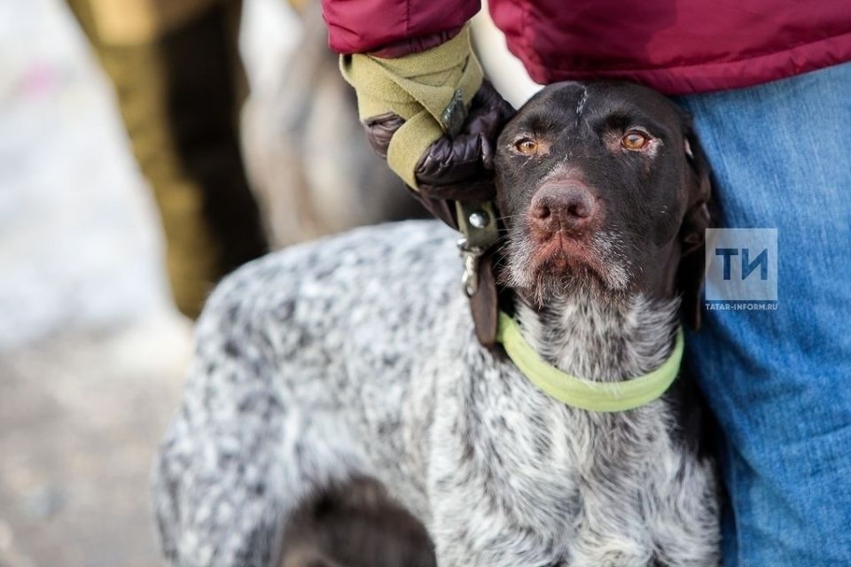 В Казани за год зарегистрировали почти 10 тысяч собак
