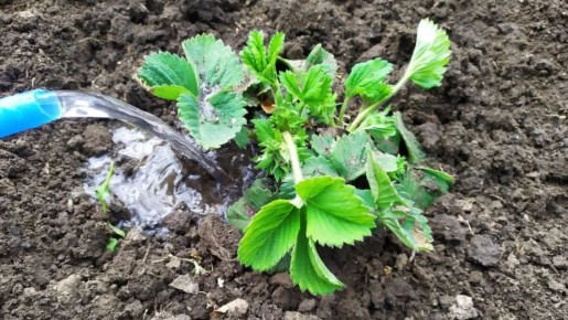 ��� ������ ������� �������� ����� ������� � ������� ��������� ������