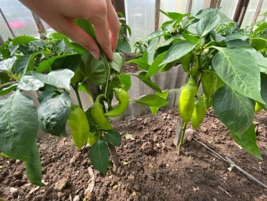 ��������� ������: ��� ��������� ������������� �������� � ����