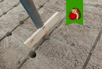 Как необычный метод полива чеснока помогает в его выращивании