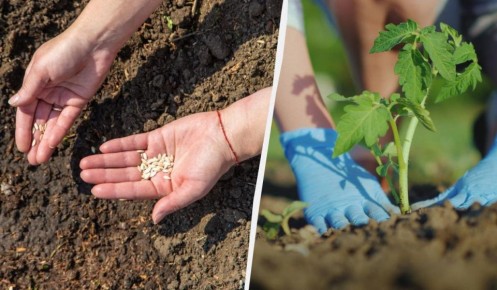 ��� ������ �������� � ������� �� ����� ���: ������ ��� ��������