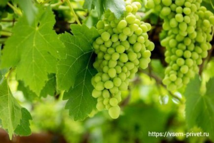 Как правильно поливать и подкармливать виноград летом