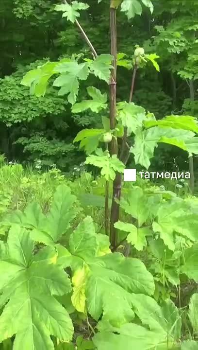 Друзья, напоминаем, что с этого года за борщевик на участке начнут штрафовать