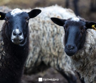 ���������� ����������� �������� �� ������-������ �������� ���� � ����������